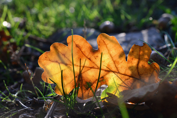 重阳节的节日风俗是什么