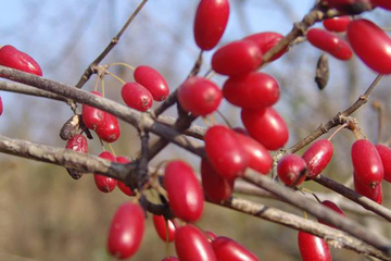 重阳节的节日风俗是什么