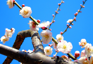 春节是怎么来的