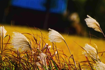 重阳节有何来历