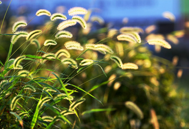 重阳节为什么要赏菊