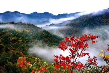 重阳节都有哪些活动