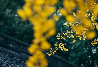 重阳节有哪些风俗特点