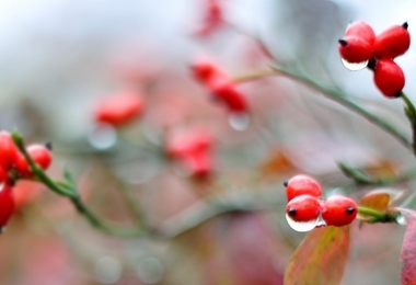 重阳节有哪些风俗特点