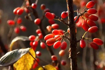 重阳节插茱萸有何寓意