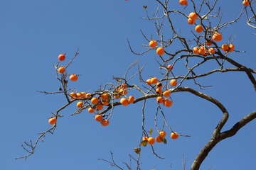 重阳节的节日寓意