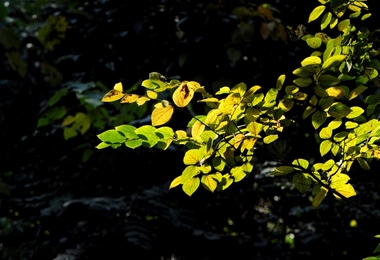 重阳节为什么要喝菊花酒