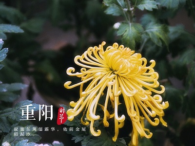 重阳节为什么有赏菊习俗