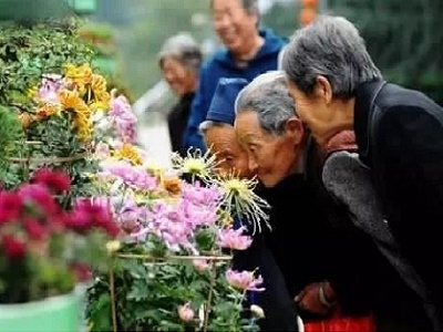 重阳节为什么有赏菊习俗