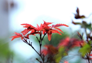 重阳节有啥传说