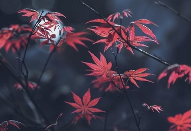 重阳节的来历传说故事