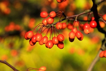 重阳节如何敬老