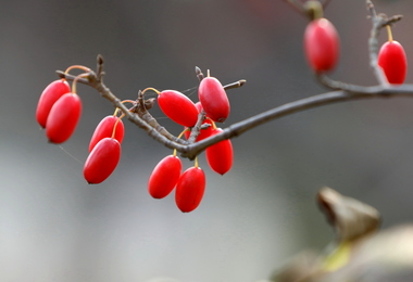 重阳节的时候为什么要插茱萸