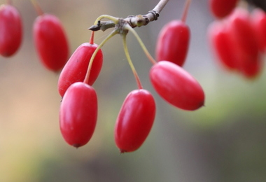 重阳节的时候为什么要插茱萸