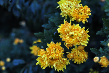 重阳节赏菊花的原因是什么