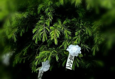 祭奠用哪些花