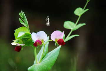 清明节线上祭奠