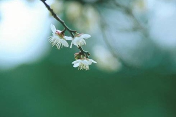 龙头节是干什么的