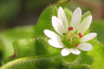 清明节是农历的哪一天