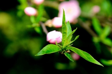 清明节上新坟有什么讲究