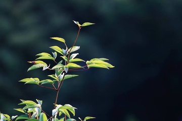 清明节的由来故事简介