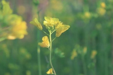 关于清明节的诗句