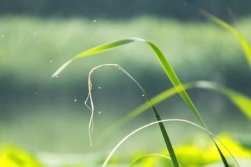 二月二龙抬头吃什么传统食物