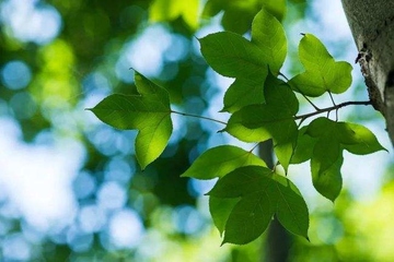 清明节扫墓有什么禁忌