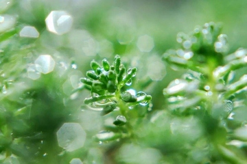 我国清明节各地的饮食习俗有哪些