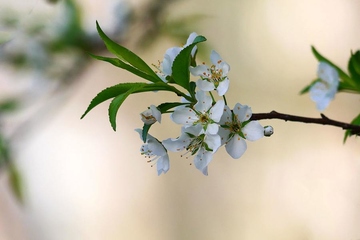 有关清明节扫墓，这些禁忌你知道吗