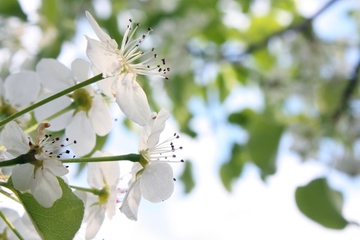 清明节是几月几日