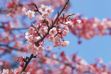 清明节是几月几日