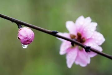 清明节是几月几日