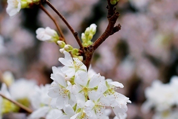 盘点广州清明节习俗