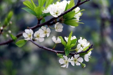 清明节去世有什么说法