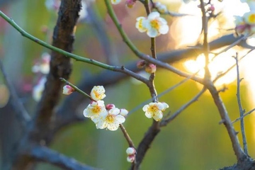 清明节的唯美诗句