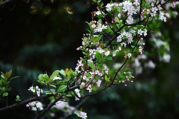 简述清明节的来历