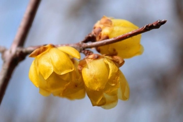 关于清明节的由来你知道吗?