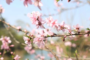 清明节和寒食节是一天吗