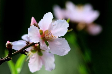 清明节和寒食节是一天吗