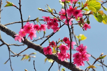 清明节和寒食节是一天吗