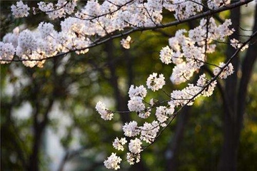 扫墓必知:清明节祭祖程序有讲究