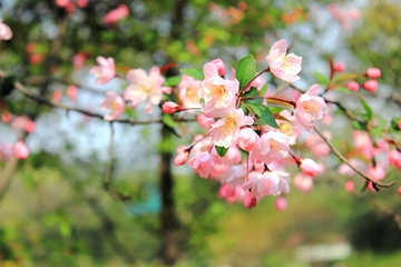 二月二龙抬头是指什么节日