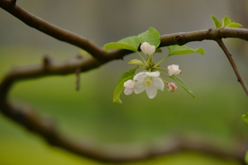 清明节吃什么?清明节传统食物一览!