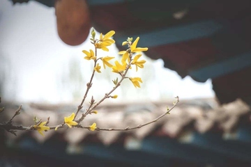 清明节吃什么?清明节传统食物一览!