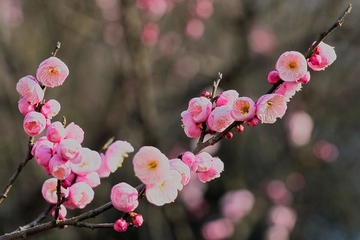 清明节吃什么?清明节传统食物一览!