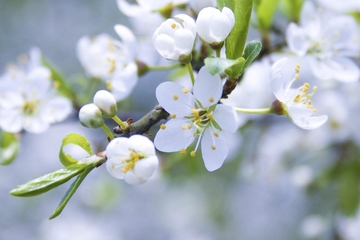 清明节为什么要扫墓祭祖