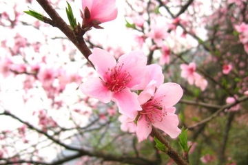 清明节为什么要扫墓祭祖