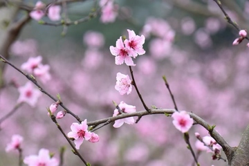 清明节能做什么?清明节习俗介绍!