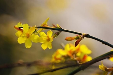 清明节能做什么?清明节习俗介绍!